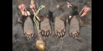 Online wildlife trade emerging as new challenge for Bhutan